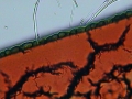 110