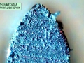 C20151009_104958333_